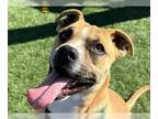 Boxer Mix DOG FOR ADOPTION RGADN-1218855 - Lil Mike - Foster or Adopt Me!