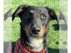 Doberman Pinscher-Whippet Mix DOG FOR ADOPTION RGADN-1218857 - Thyme - Adopt Me!