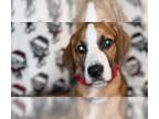 Golden Retriever Mix DOG FOR ADOPTION RGADN-1218858 - Suley - Golden Retriever /