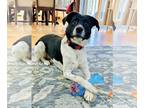 American Foxhound-Beagle Mix DOG FOR ADOPTION RGADN-1218871 - Uno - Beagle /