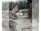 Siberian Husky DOG FOR ADOPTION RGADN-1218877 - Daisy - Siberian Husky (medium