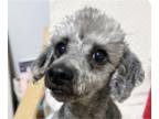 Poodle (Miniature) DOG FOR ADOPTION RGADN-1218882 - Gary - Poodle (Miniature)