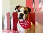 Boxer DOG FOR ADOPTION RGADN-1218891 - Alfonso - Boxer Dog For Adoption