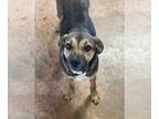 Beagle Mix DOG FOR ADOPTION RGADN-1218893 - Lainey - Beagle / Mixed Dog For