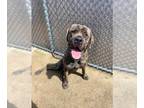 Mastiff Mix DOG FOR ADOPTION RGADN-1218900 - Galveston - Mastiff / Mixed (short