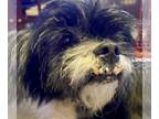 Shih Tzu Mix DOG FOR ADOPTION RGADN-1218915 - Chuck - Shih Tzu / Terrier / Mixed