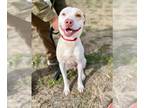 American Pit Bull Terrier Mix DOG FOR ADOPTION RGADN-1218929 - BAILEY - Pit Bull