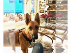 Akita Mix DOG FOR ADOPTION RGADN-1218936 - Winston - Belgian Shepherd Malinois /