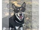 Australian Kelpie Mix DOG FOR ADOPTION RGADN-1218937 - FUZZY WUZZY - Australian