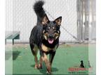 Australian Kelpie DOG FOR ADOPTION RGADN-1218947 - ARIEL - Australian Kelpie