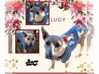 Boxer Mix DOG FOR ADOPTION RGADN-1218959 - Lucy - Boxer / Shepherd / Mixed
