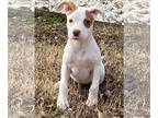 American Pit Bull Terrier Mix DOG FOR ADOPTION RGADN-1218960 - Phoebe - Pit Bull