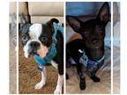 Boston Terrier DOG FOR ADOPTION RGADN-1218967 - Buddy & Blue - Boston Terrier /