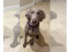 Weimaraner DOG FOR ADOPTION RGADN-1218969 - Sam* - Weimaraner Dog For Adoption