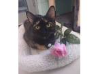 Adopt Thelma a Domestic Short Hair