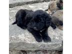 Adopt Barbie Streisand - female B pup a Standard Poodle, Anatolian Shepherd