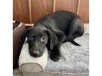 Adopt Poppy - ADOPTION PENDING a Doberman Pinscher, Labrador Retriever