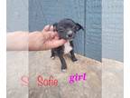 Dachshund Mix DOG FOR ADOPTION RGADN-1219041 - Sofie - Dachshund / Mixed Dog For