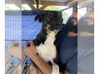 Rat Terrier Mix DOG FOR ADOPTION RGADN-1219046 - Walter - Rat Terrier / Mixed