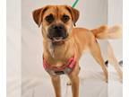 Black Mouth Cur-Pug Mix DOG FOR ADOPTION RGADN-1219047 - Daisee - Pug / Black