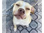 American Staffordshire Terrier Mix DOG FOR ADOPTION RGADN-1219058 - LUNA -