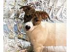 Jack Russell Terrier-Siberian Husky Mix DOG FOR ADOPTION RGADN-1219064 - Willa -