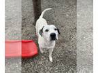 Pointer Mix DOG FOR ADOPTION RGADN-1219075 - Jacob - Pointer / Mixed Dog For