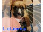 French Bulloxer DOG FOR ADOPTION RGADN-1219081 - Leorius - Boxer / French
