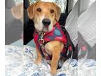 Basset Hound-Labrador Retriever Mix DOG FOR ADOPTION RGADN-1219084 - SUNNY -