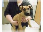 Chinese Shar-Pei Mix DOG FOR ADOPTION RGADN-1219095 - TRIP - Chinese Shar-Pei /