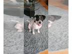 Lab-Pointer DOG FOR ADOPTION RGADN-1219101 - Maggie - Labrador Retriever /