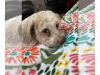 Havanese DOG FOR ADOPTION RGADN-1219104 - Amelia - Havanese Dog For Adoption