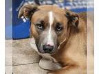 Labrador Retriever Mix DOG FOR ADOPTION RGADN-1219108 - Chew Barker - Labrador