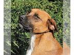 Labrador Retriever-Rhodesian Ridgeback Mix DOG FOR ADOPTION RGADN-1219118 -