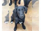 Labrador Retriever Mix DOG FOR ADOPTION RGADN-1219130 - Eileen - Labrador