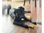 Labrador Retriever Mix DOG FOR ADOPTION RGADN-1219146 - Leonardo D5887 -