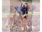Bloodhound-Coonhound Mix DOG FOR ADOPTION RGADN-1219160 - 240177 Maggie -