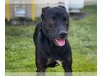 Labrador Retriever Mix DOG FOR ADOPTION RGADN-1219170 - CHANEL - Labrador