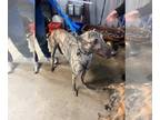 Greyhound DOG FOR ADOPTION RGADN-1219172 - Scout - Greyhound (short coat) Dog