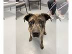 Catahoula Leopard Dog Mix DOG FOR ADOPTION RGADN-1219173 - Jill - Catahoula