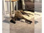 Greyhound DOG FOR ADOPTION RGADN-1219174 - Willie - Greyhound (short coat) Dog