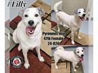 Great Pyrenees Mix DOG FOR ADOPTION RGADN-1219192 - Lily - Great Pyrenees /