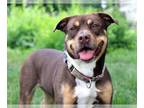 Rottweiler-American Pit Bull Terrier DOG FOR ADOPTION RGADN-1219216 - Roxy Anne