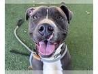 American Pit Bull Terrier DOG FOR ADOPTION RGADN-1219223 - GUS - Pit Bull