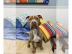 American Staffordshire Terrier DOG FOR ADOPTION RGADN-1219224 - HUNK - American