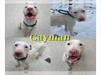 American Pit Bull Terrier DOG FOR ADOPTION RGADN-1219231 - CAYMAN - Pit Bull
