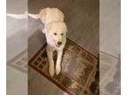 Great Pyrenees DOG FOR ADOPTION RGADN-1219233 - Klaus - Great Pyrenees Dog For