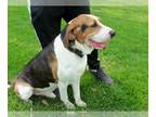 Coonhound DOG FOR ADOPTION RGADN-1219236 - Freddie - Coonhound Dog For Adoption