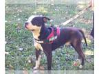 American Pit Bull Terrier DOG FOR ADOPTION RGADN-1219238 - Titan - American Pit