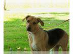 Beagle Mix DOG FOR ADOPTION RGADN-1219241 - Radar - Shepherd / Beagle / Mixed